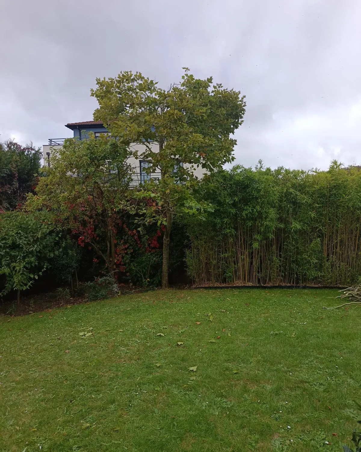 Élagage Santes : aubépine à la couronne éclaircie et remontée au fond d'un jardin, après intervention