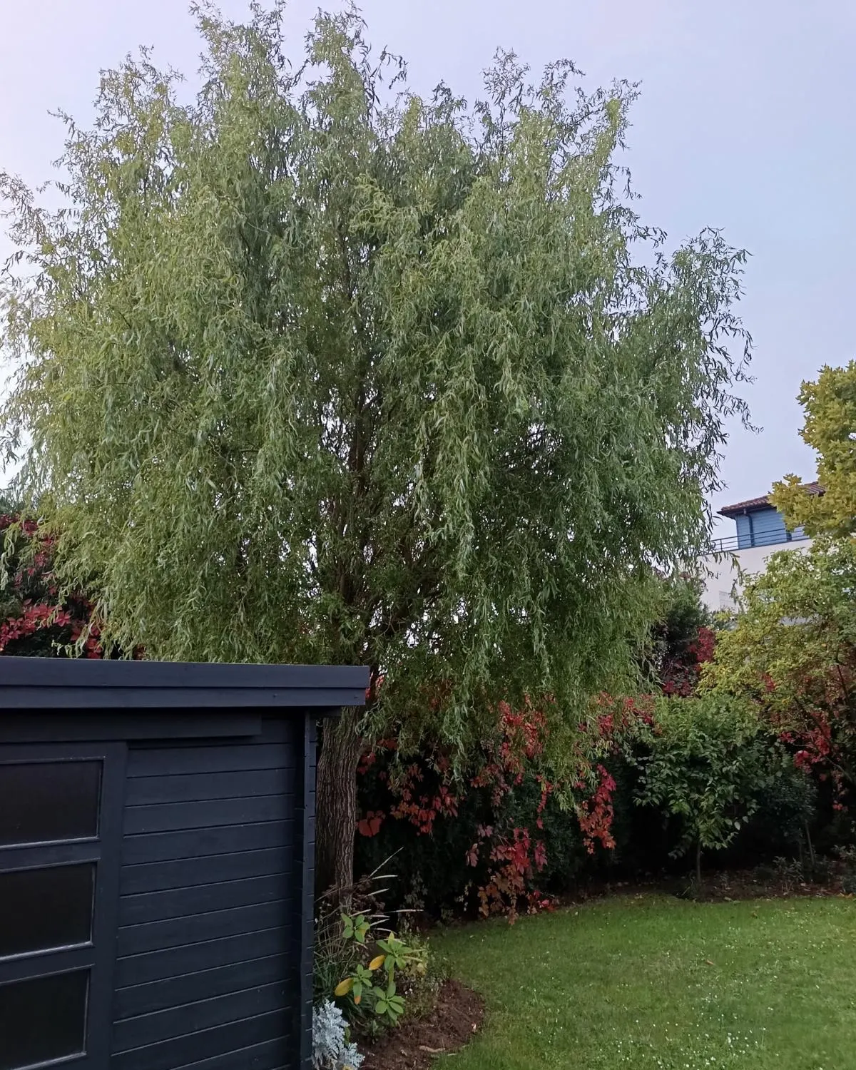 Saule tortueux avant élagage à Santes, couronne dense et retombante derrière un abri de jardin