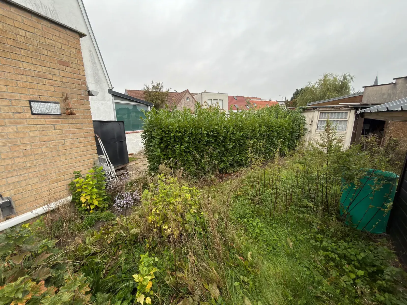 Haie de laurier et massifs envahis avant taille, jardin arrière à Hallennes-lez-Haubourdin