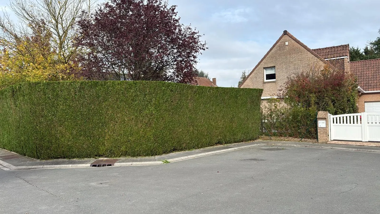 Haie de thuyas taillée à l'angle d'une rue à Lompret, faces droites le long du trottoir