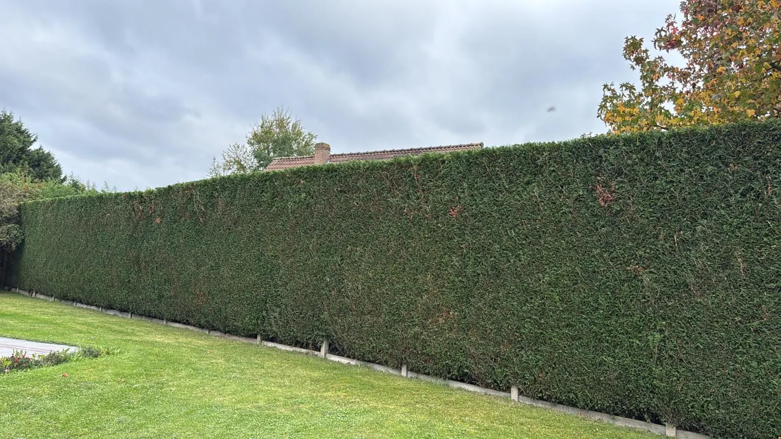Haie de thuyas haute et dense taillée côté jardin, à Lompret