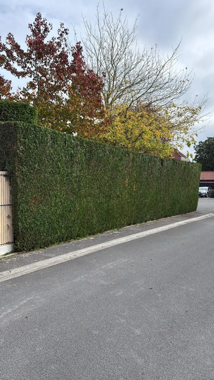 Taille haie Lompret : longue haie de thuyas taillée côté rue, dessus droit