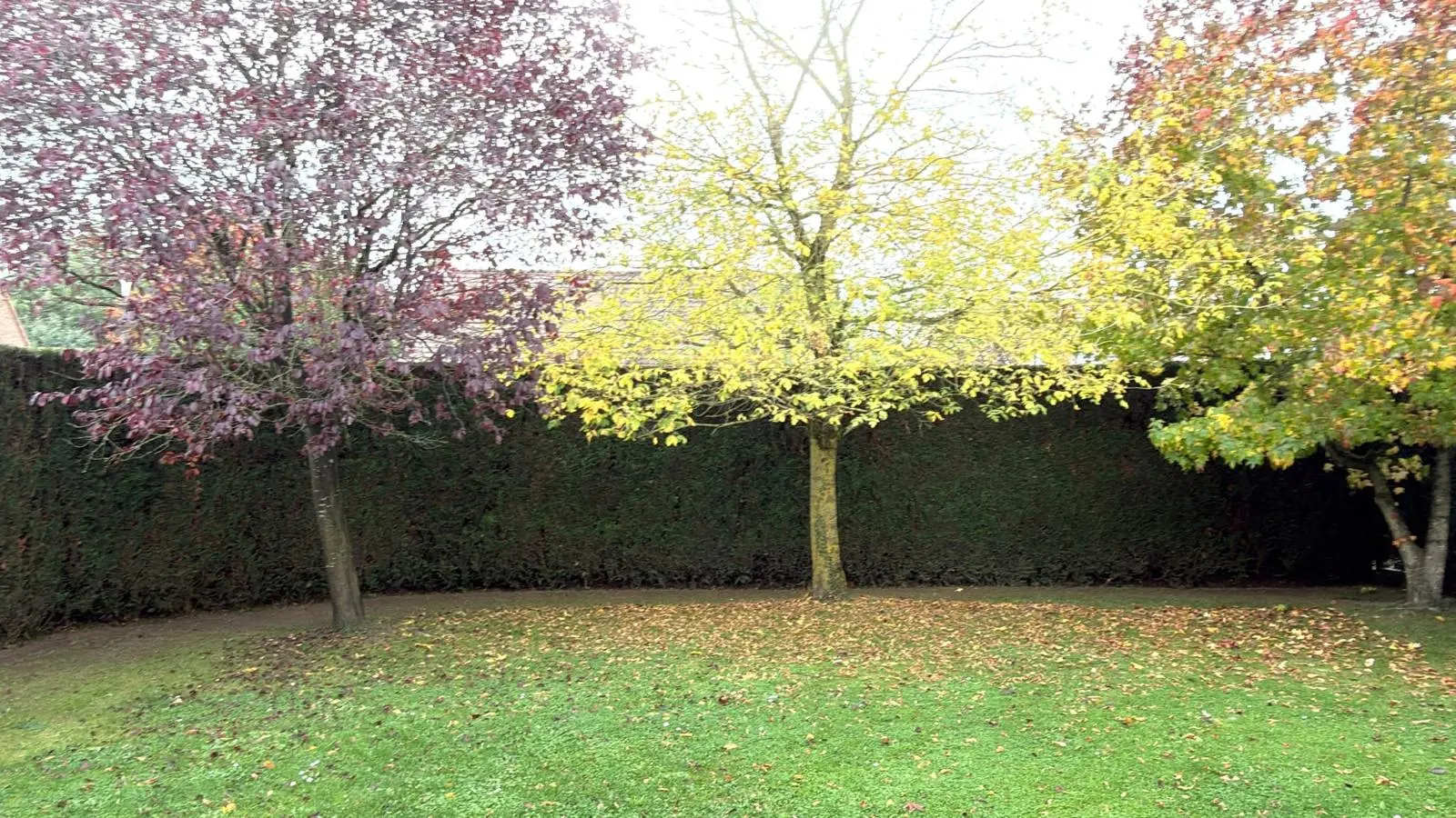 Taille haie Lompret : haie de thuyas taillée derrière une pelouse et des arbres aux couleurs d'automne