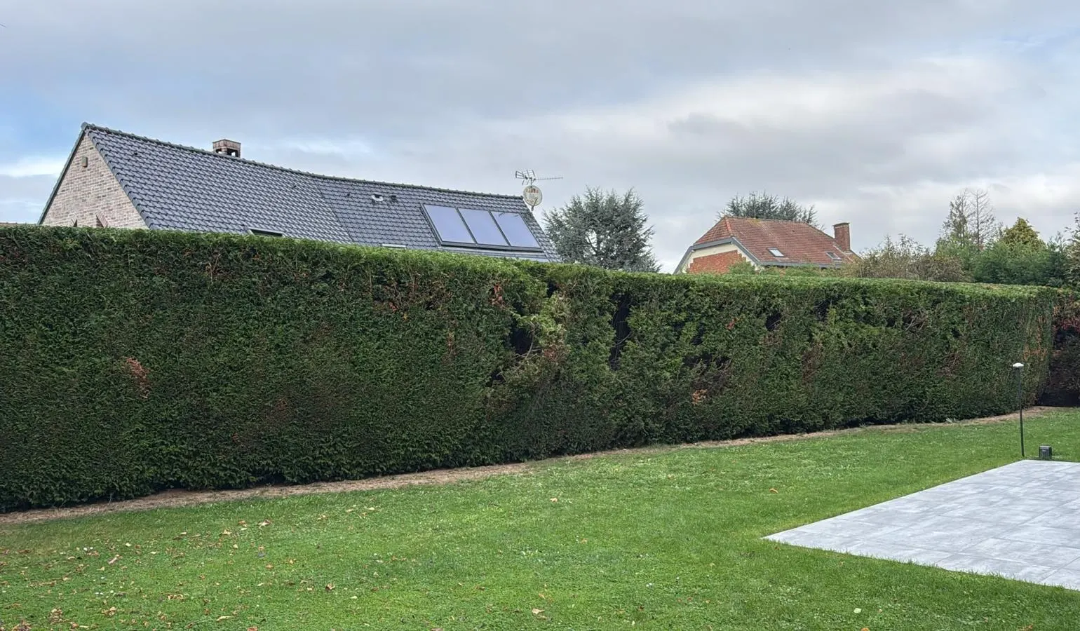 Haie de thuyas taillée en fond de jardin derrière une terrasse en dalles, Lompret
